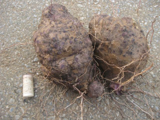紫やまいも
