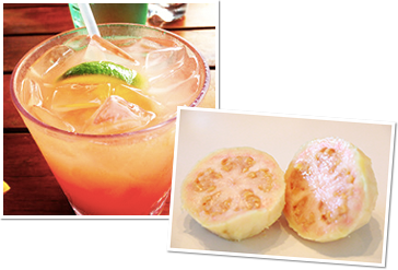 グァバサンプル