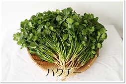 パクチー