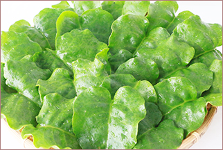 雲南百薬（オカワカメ）