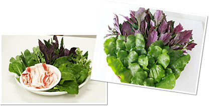 雲南百薬サンプル