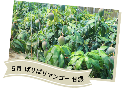 5月ぱりぱりマンゴー甘濃