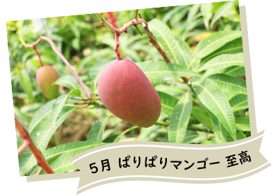 5月ぱりぱりマンゴー至高