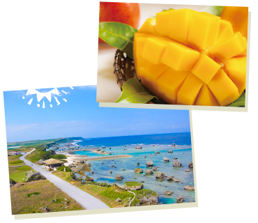 宮古島はマンゴーの名産地