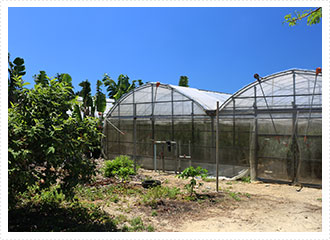 マンゴーハウス・砂川農園