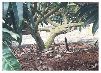 特別な土・特別な木