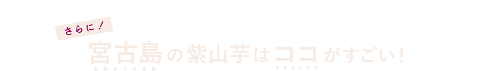 宮古島の紫山芋はココがすごい！