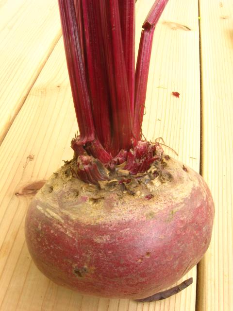 無農薬ビーツ（テーブルビート)