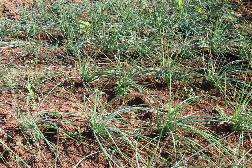 島らっきょうの畑