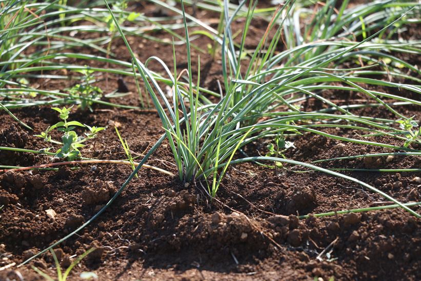 島らっきょうの葉