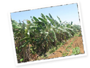 ミネラル豊富な土壌だから！