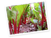 ビーツはアルカリ土壌が好きだから！