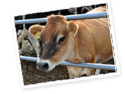 無農薬、有機肥料栽培だから！