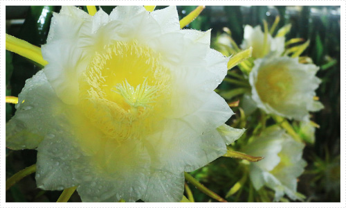 完全無農薬栽培　ドラゴンフルーツ（ピタヤ）